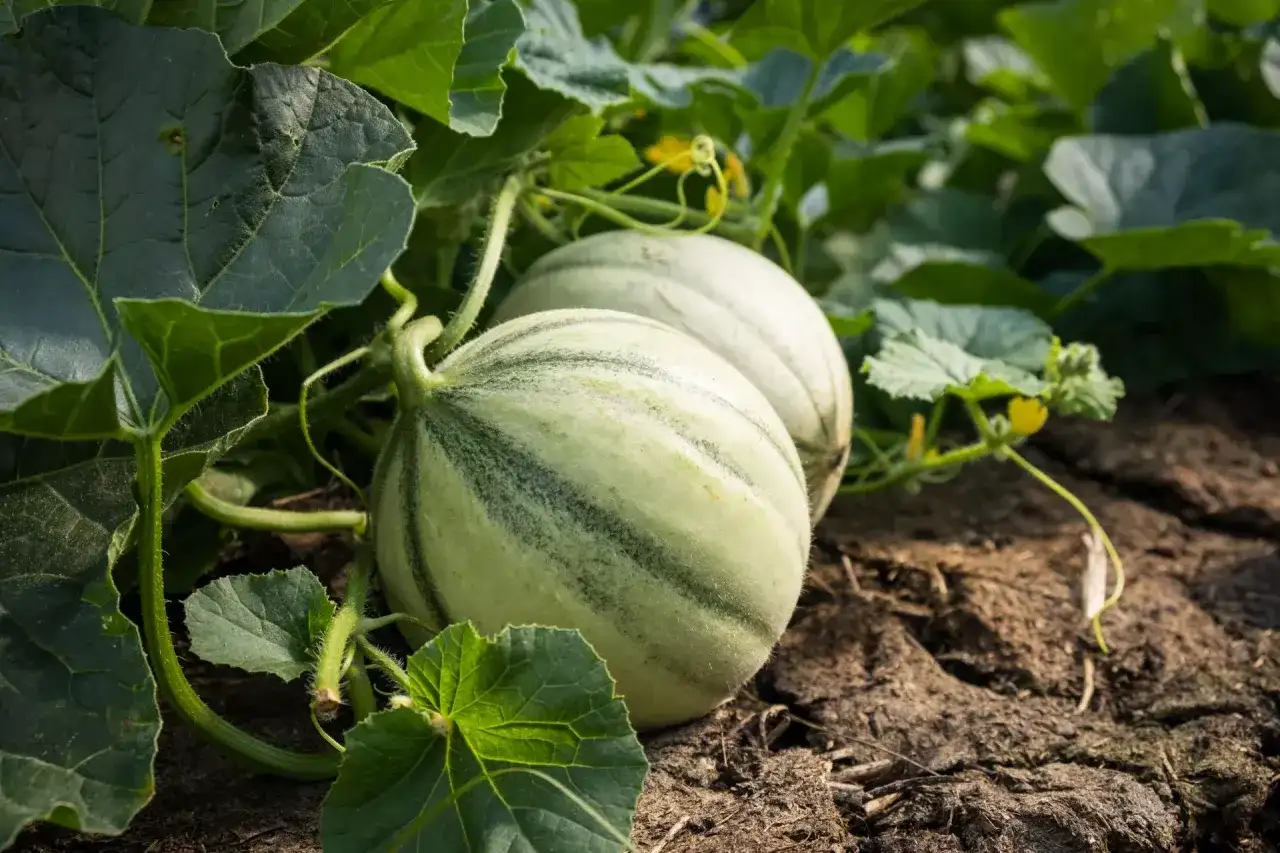 Dwa młode melony dojrzewają na łodygach, otoczone zielonymi liśćmi. To piękny widok świadczący o udanej melon uprawie.