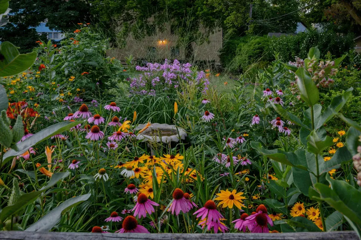 Kwiatowy ogród pełen jeżówek, rudbekii i fioletowych floksów. W tle widać dom, a na pierwszym planie kwitnie macierzanka piaskowa.