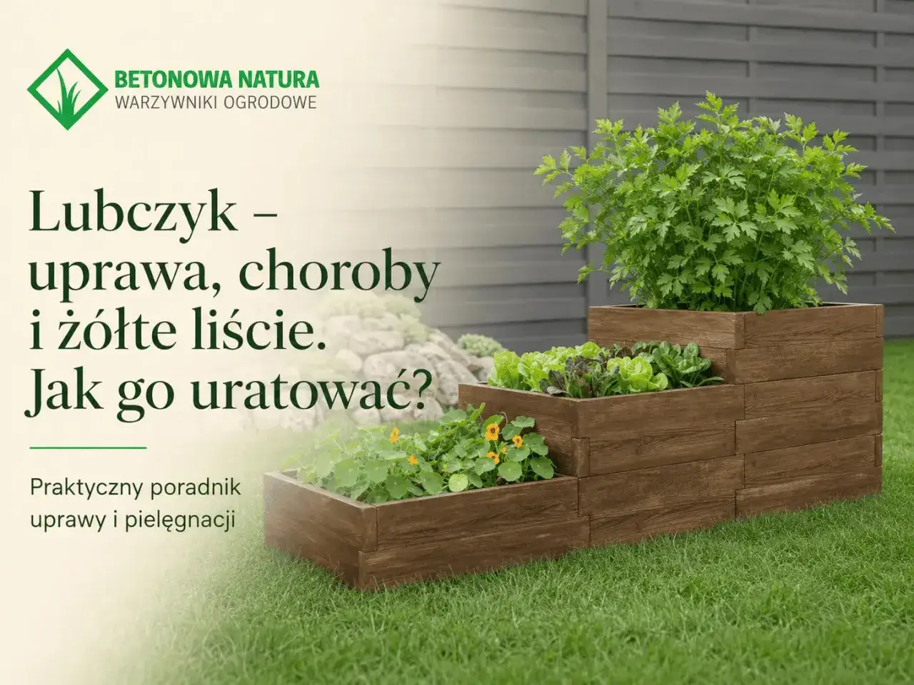 Lubczyk - uprawa, choroby i żółte liście. Dowiedz się, dlaczego lubczyk nie chce rosnąć i jak go uratować. Praktyczny poradnik.