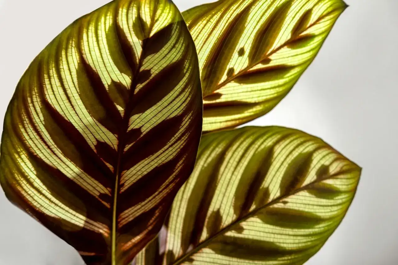 Liście kwiatu Calathea z widocznymi żyłkami i ciemnymi pasami, podświetlone od tyłu.