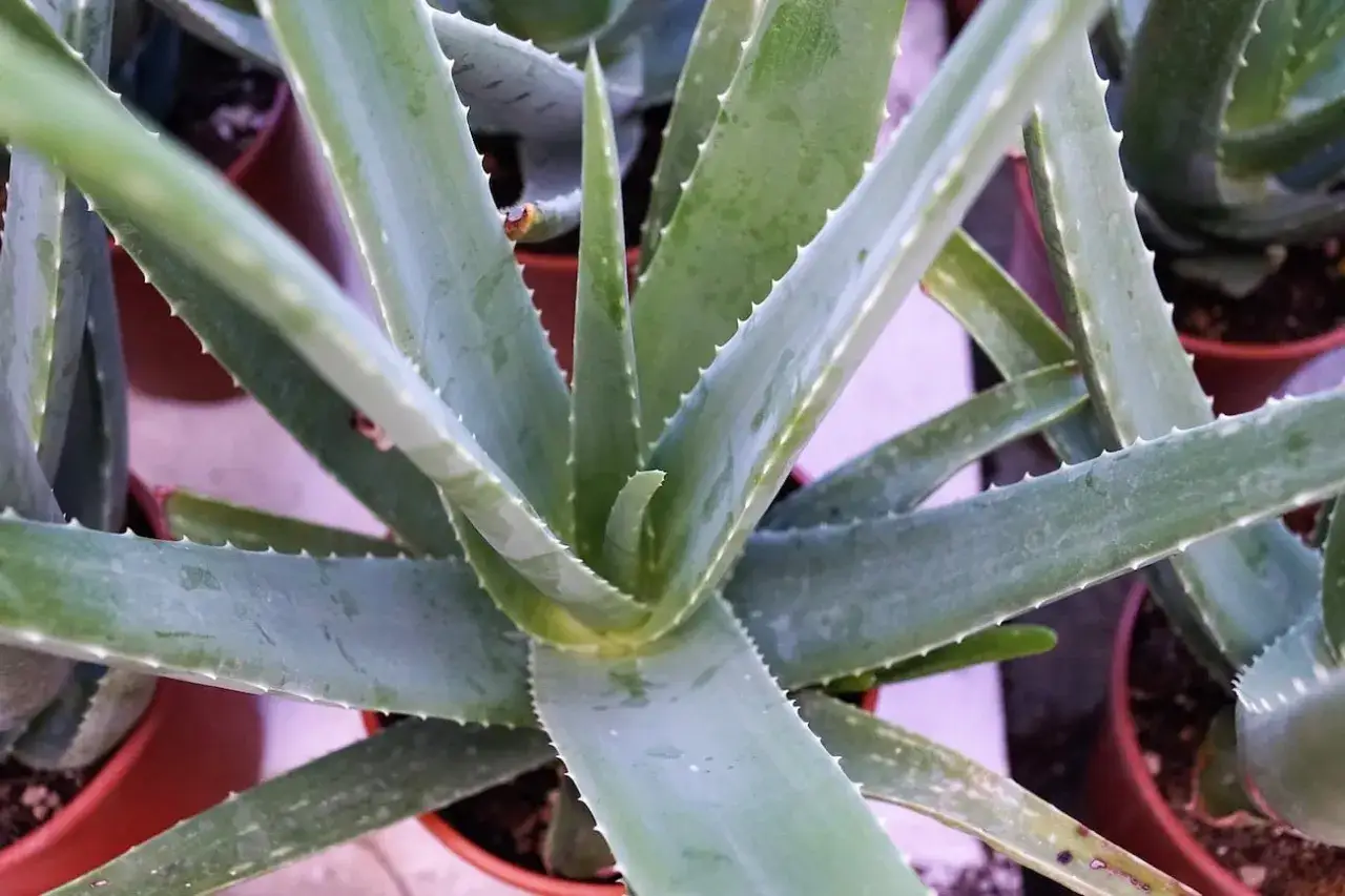 Zielony aloes w doniczkach, gotowy do uprawy. Jego soczyste liście z ząbkowanymi brzegami zachwycają.