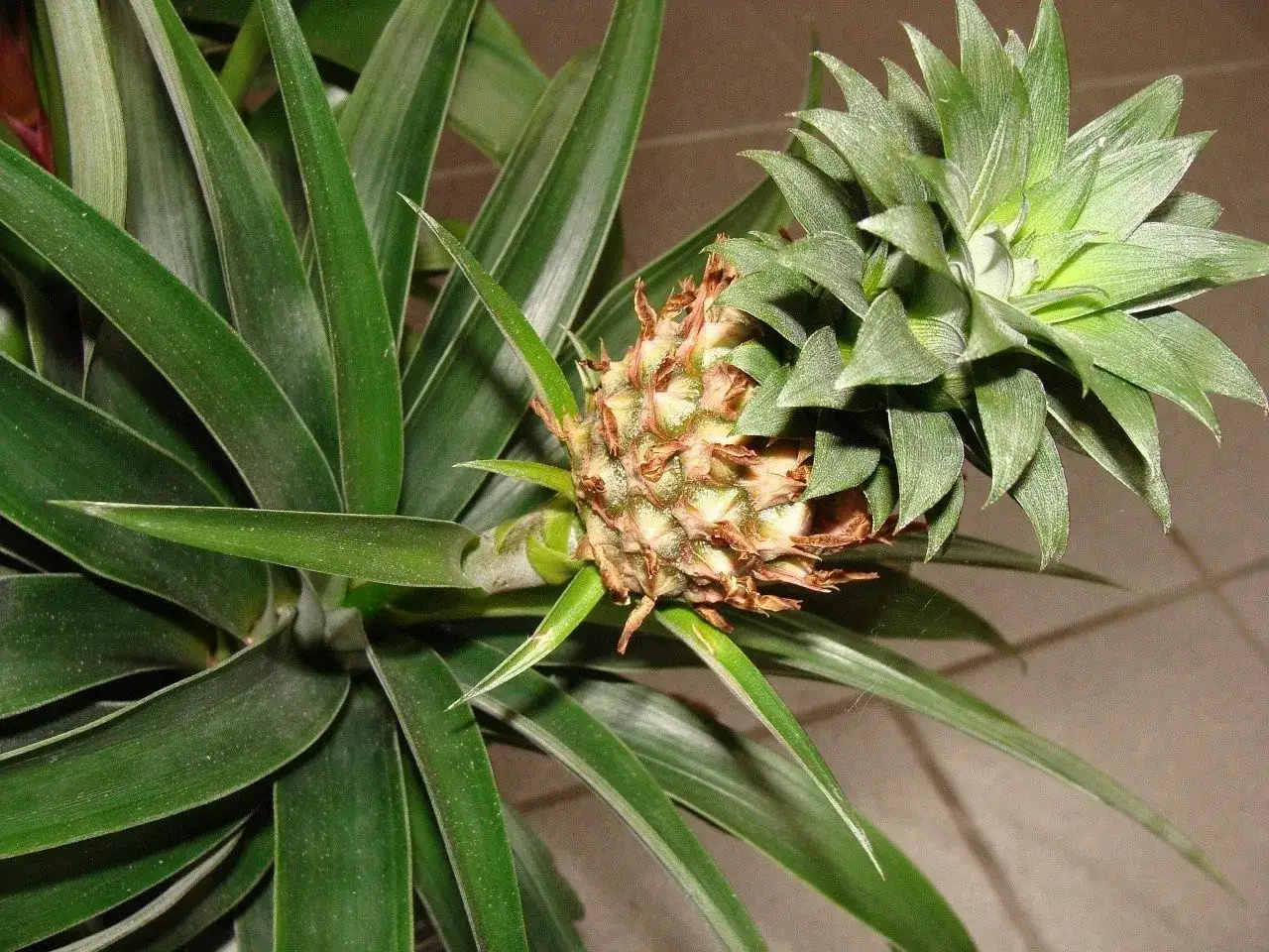 Młody ananas rozwija się wśród długich, zielonych liści. Widać, jak rosną ananasy, od małego zawiązka do coraz większego owocu.