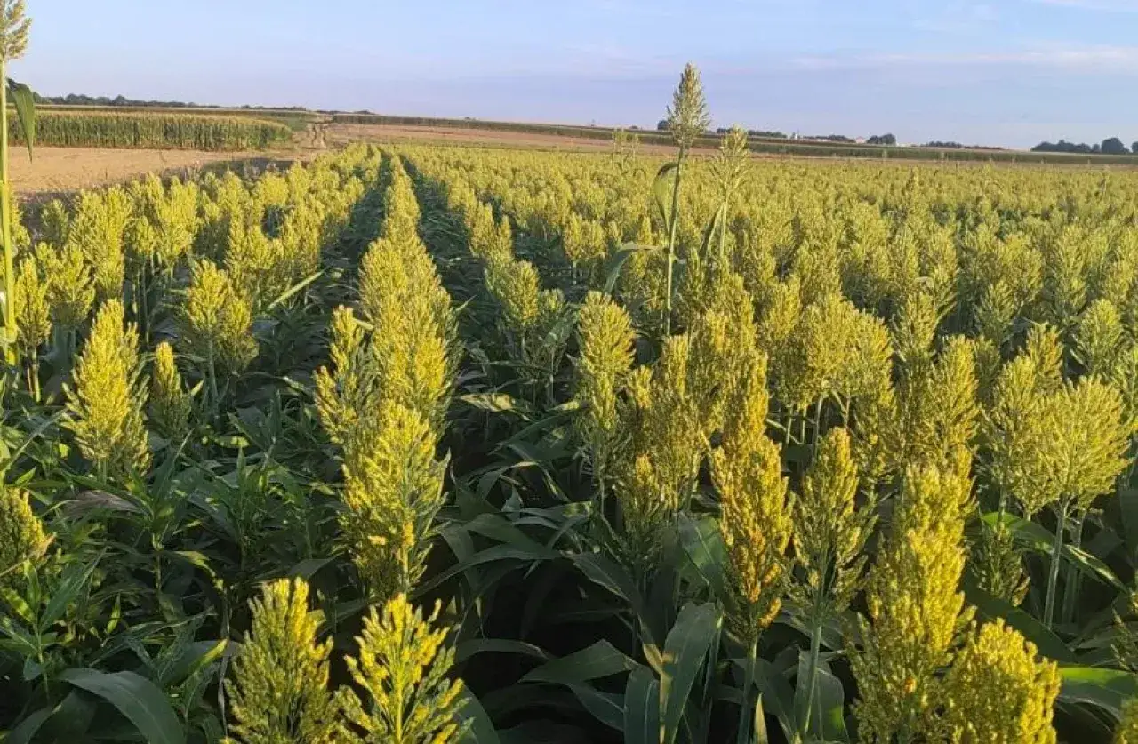 Pole sorgo w rzędach, z widocznym zjawiskiem allelopatii, gdzie rośliny wpływają na siebie nawzajem.