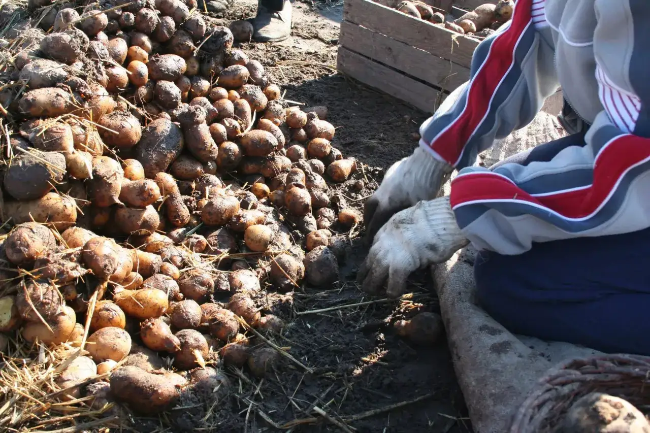 Ziemniaki po wschodach, gotowe do zbioru. Ręce w rękawiczkach sortują świeżo wykopane bulwy.