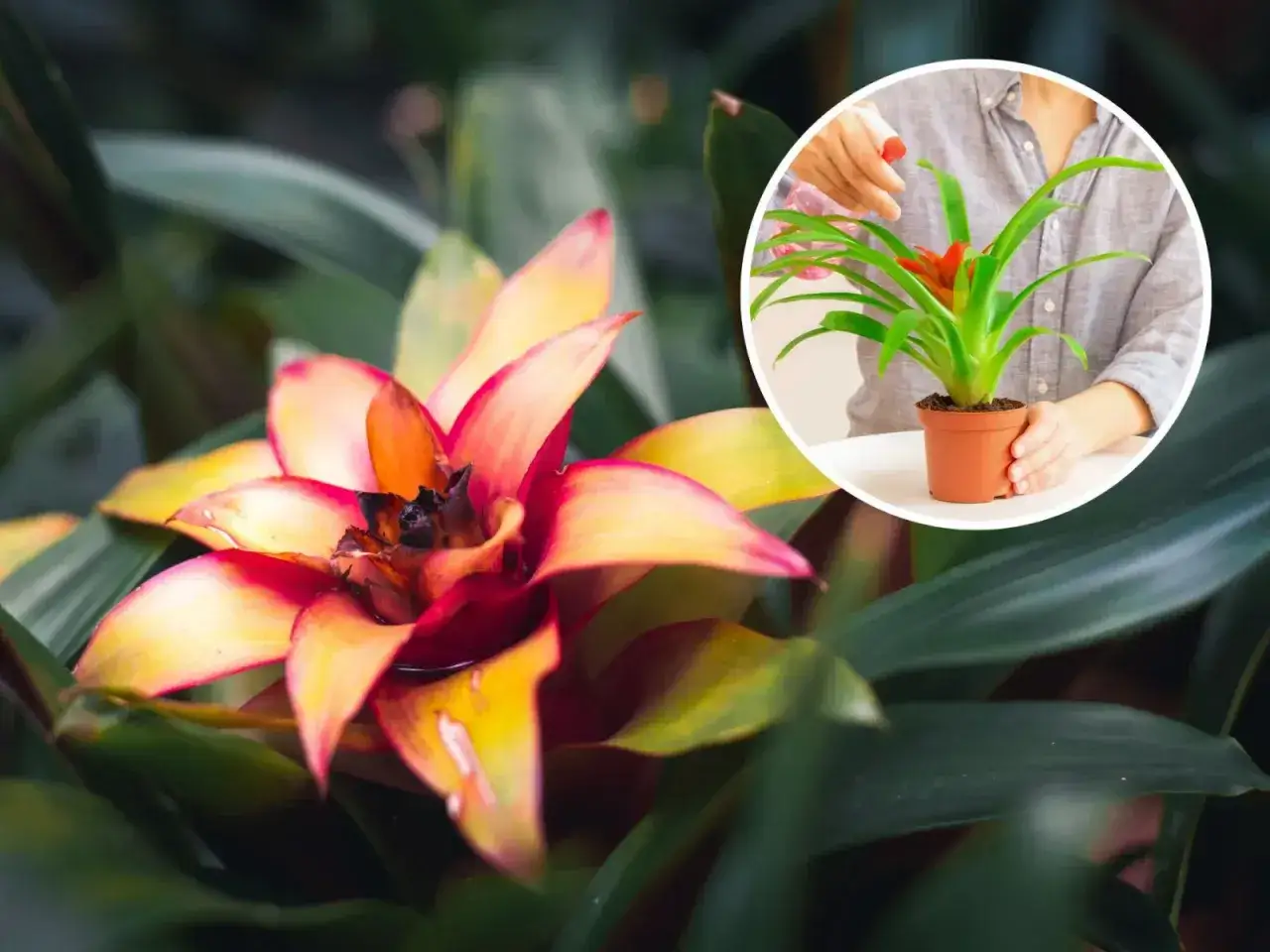Kolorowa bromelia, jak dbać o nią, by pięknie rosła. Delikatne zraszanie zapewni jej wilgoć.