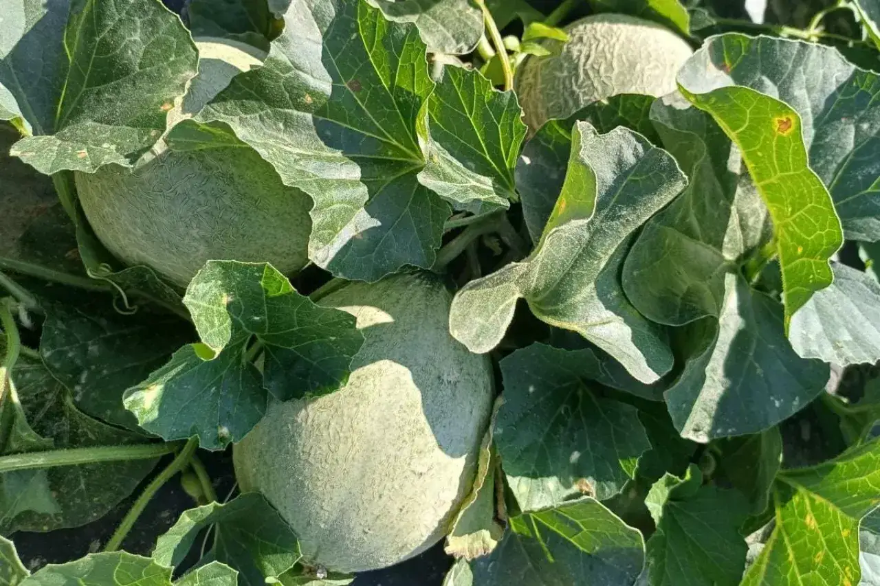 Młode melony dojrzewają na krzakach, otoczone bujnymi, zielonymi liśćmi. To piękny widok świadczący o udanej melon uprawie.