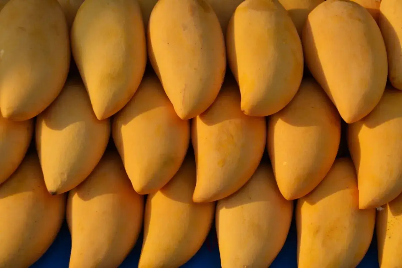 Rządki dojrzałych, żółtych mango ułożone jeden na drugim. Widać, jak wygląda mango – jego gładka skórka i owalny kształt.