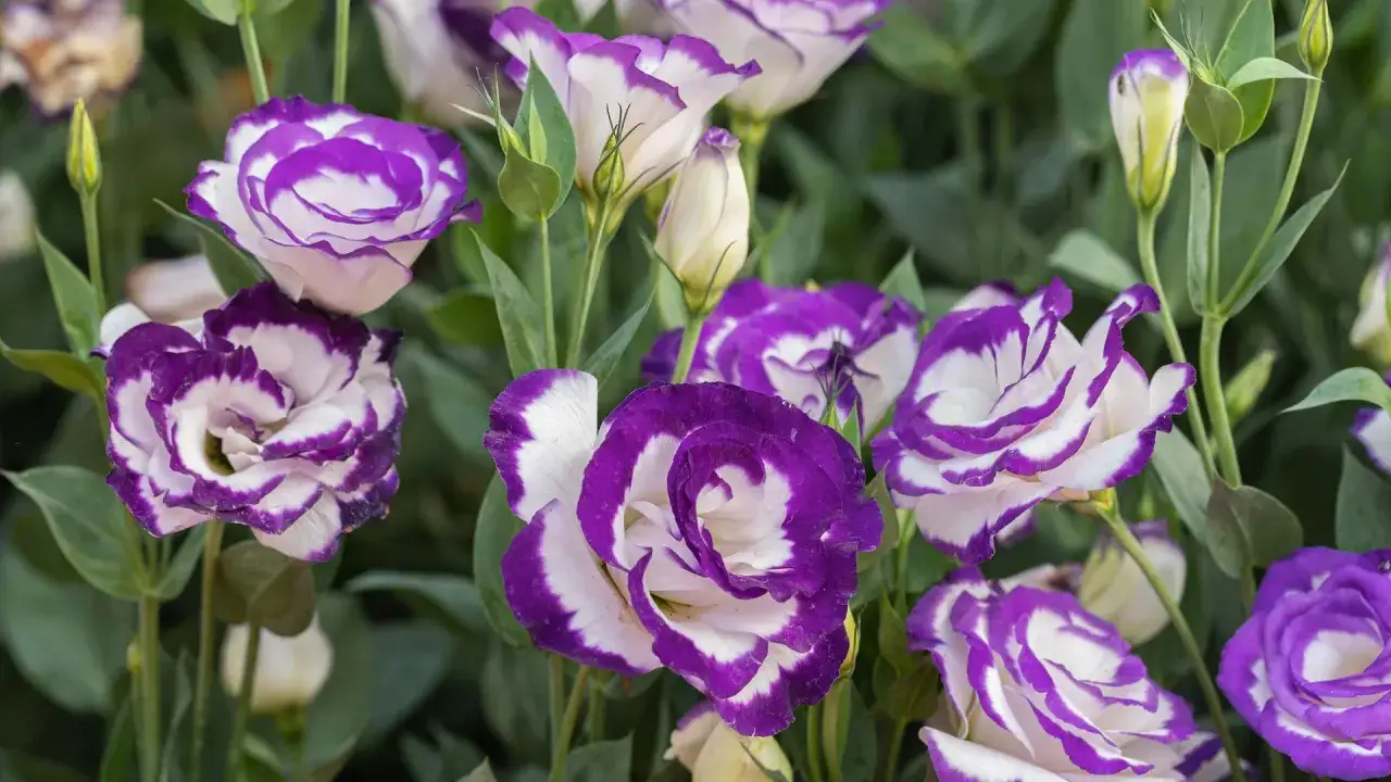 Eustoma wielkokwiatowa w odcieniach bieli i fioletu, z delikatnymi pąkami wśród zielonych liści.