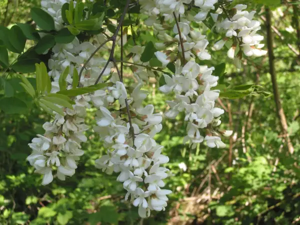 Gracje robinia akacjowa, zwana też akacją, w pełnym rozkwicie. Jej białe, pachnące kwiaty zwisają w kiściach, przyciągając pszczoły.