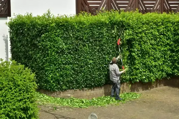 Mężczyzna przycina gęsty żywopłot z laurowiśni caucasica, tworząc idealny kształt.