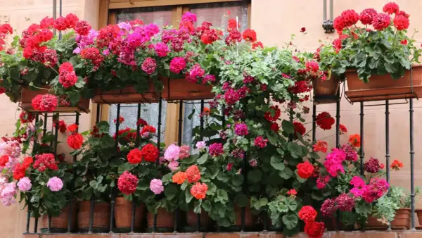Balkon pełen kwitnących pelargonii odmiany. Krwista czerwień, róż i fuksja tworzą barwny dywan.