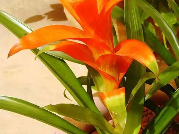 Jasna, pomarańczowa guzmania z zielonymi liśćmi. Dowiedz się, jak dbać o tę egzotyczną roślinę, by cieszyć się jej pięknem.