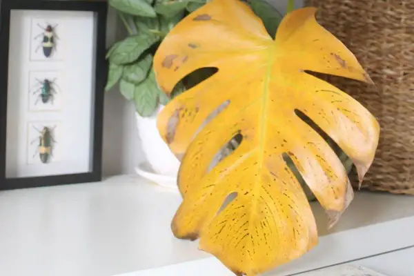 Monstera żółkną liście, z brązowymi plamami i czarnymi kropkami. Obok ramka z owadami i pleciony kosz.