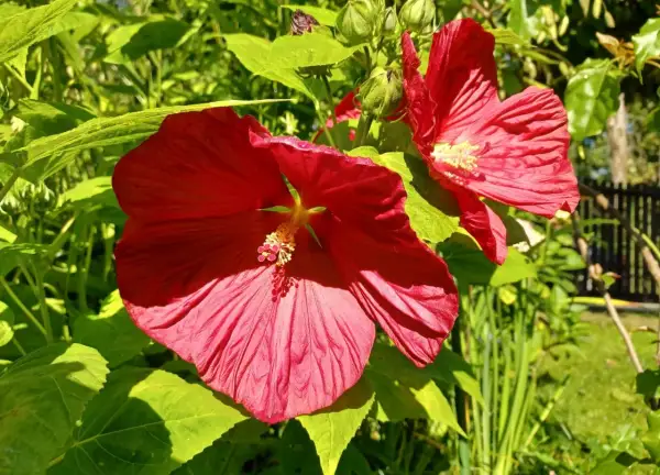 Dwa wielkie, czerwone kwiaty hibiskusa bagiennego kwitną w ogrodzie. Ich uprawa jest prosta, a efekt zachwyca.