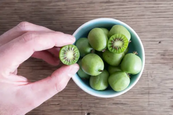 Kiwi w Polsce? Tak! Uprawa mrozoodpornego mini kiwi krok po kroku.