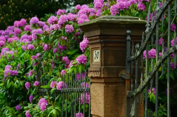 Kwitnący rododendron przy kamiennym słupku z numerem 30. Piękny rododendron uprawa w ogrodzie.