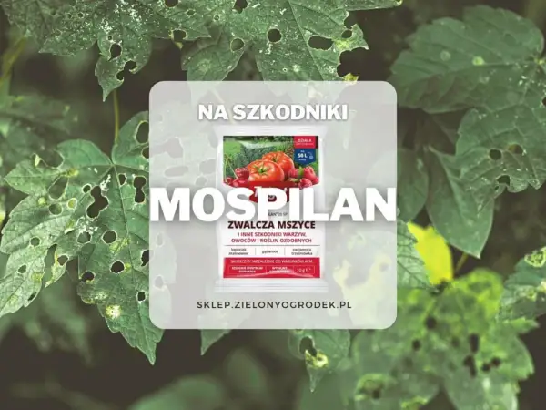 Mospilan zwalcza mszyce i inne szkodniki. Sprawdź mospilan dawkowanie na warzywa, owoce i rośliny ozdobne.