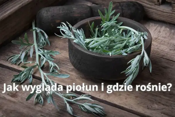 Gałązki piołunu, z charakterystycznymi, srebrzystymi liśćmi, w drewnianej misie. Poznaj, jak wygląda piołun i gdzie rośnie.