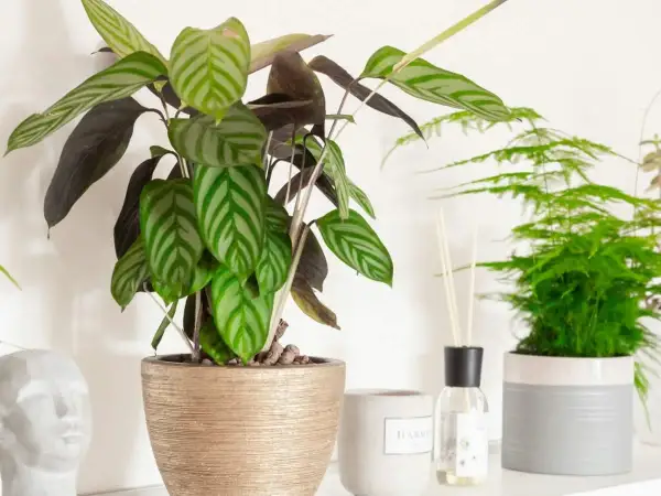 Kwiat calathea z pasiastymi liśćmi w złotej donicy, obok zielona paproć i dyfuzor zapachowy.