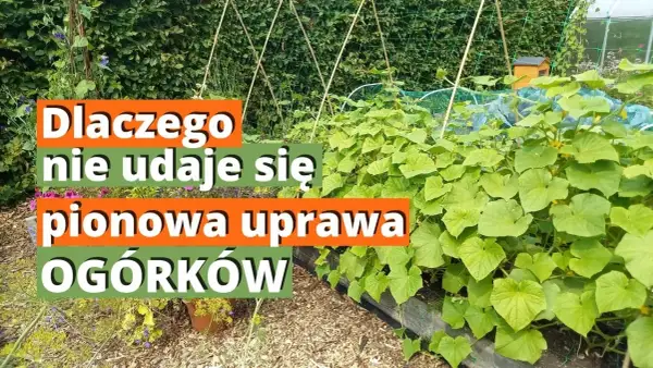 Pionowa uprawa ogórków: Sekrety maksymalnych plonów i miejsca