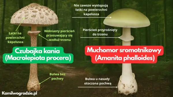 Porównanie czubajki kani i muchomora sromotnikowego. Zobacz, jak wygląda kania trująca, która łudząco przypomina jadalną kuzynkę.