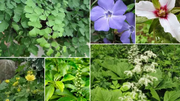 Kwitnące i zielone **rośliny do cienia**: paproć adiantum, barwinek, trillium, jaskry, wilczomlecz i tawuła.