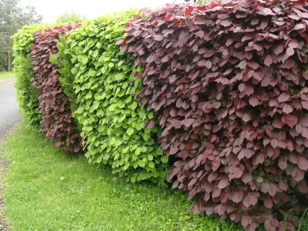 Piękny, wielobarwny żywopłot z zielonych i bordowych liści, tworzący naturalną barierę.